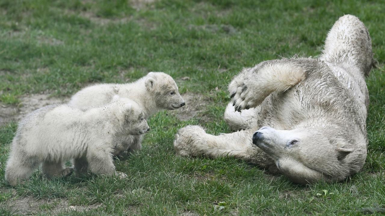 Time to wrestle with mum. Picture: AFP