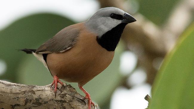 The black-throated finch has caused delays to the Adani coal mine. Picture: AAP