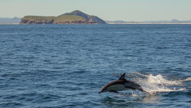 Port Stephens is a popular destination for dolphin-spotting.