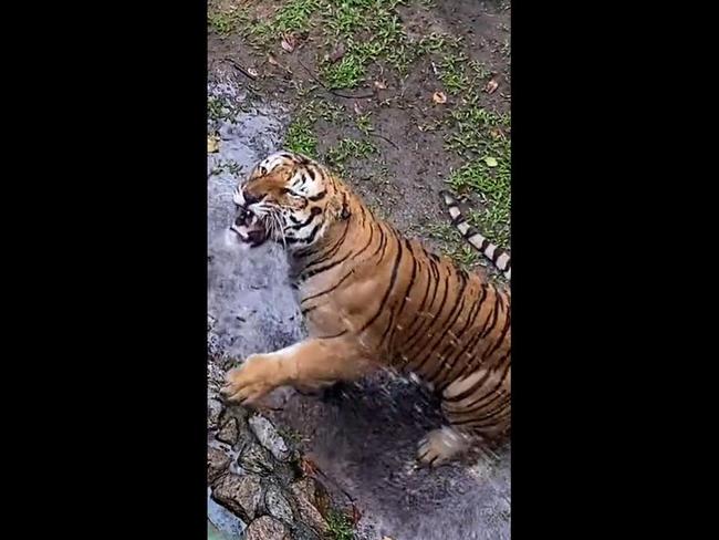 Quick-thinking zookeepers save kitten from tiger enclosure