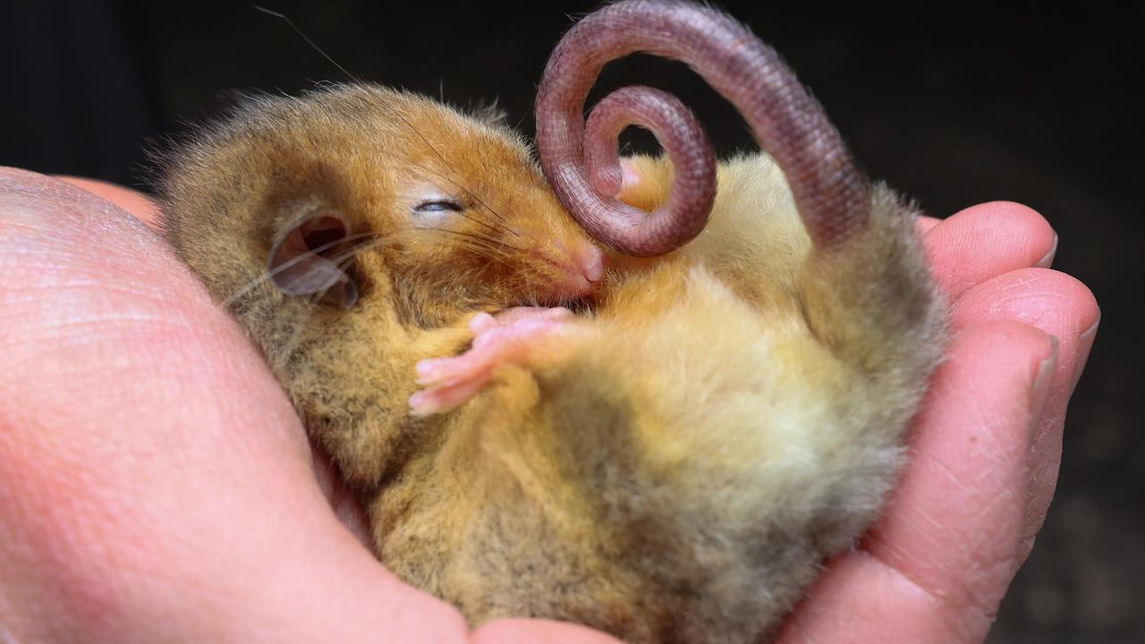 The mountain pygmy possum is high on the list of Aussie species that could soon be extinct. Picture: David Caird