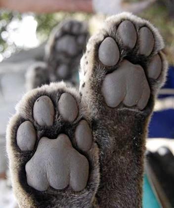 The underside of a leopard's hind feet. Picture: Contributed