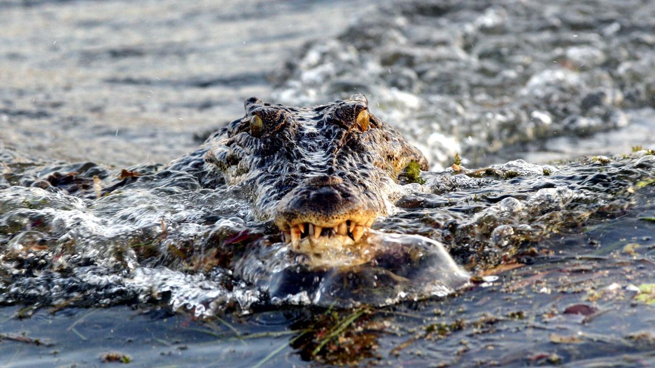 Croc river ordeal: Contractor trapped for hours in middle of remote ...