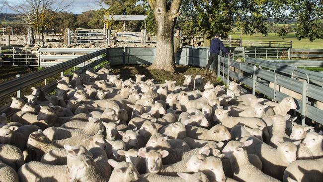 Trading lull: The Cup Day holiday contributed to a weaker trend for lamb, but demand is expected to pick up with COVID rules being relaxed. Picture: Zoe Phillips