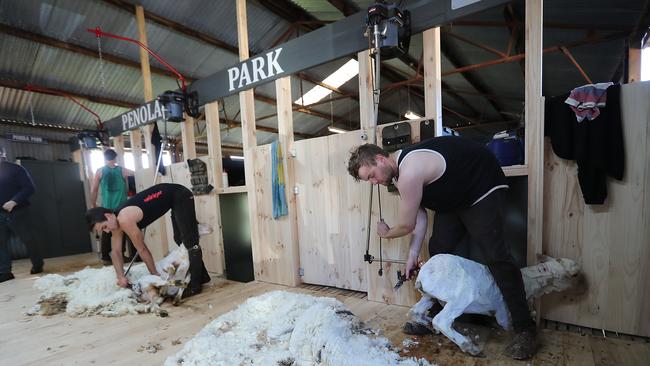 . Only 120 new shearers were attracted to the industry as part of AWI’s shearer and shed hand training program which cost $2.8 million.