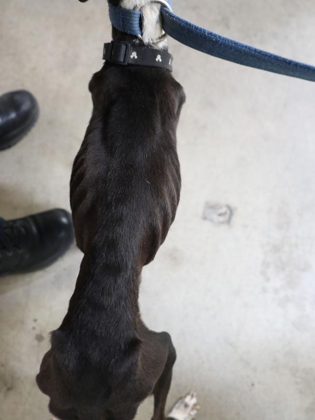 The RSPCA is looking for information after an emaciated dog was found tied to a tree in the rain at Munno Para on Wednesday. Picture: RSPCA SA