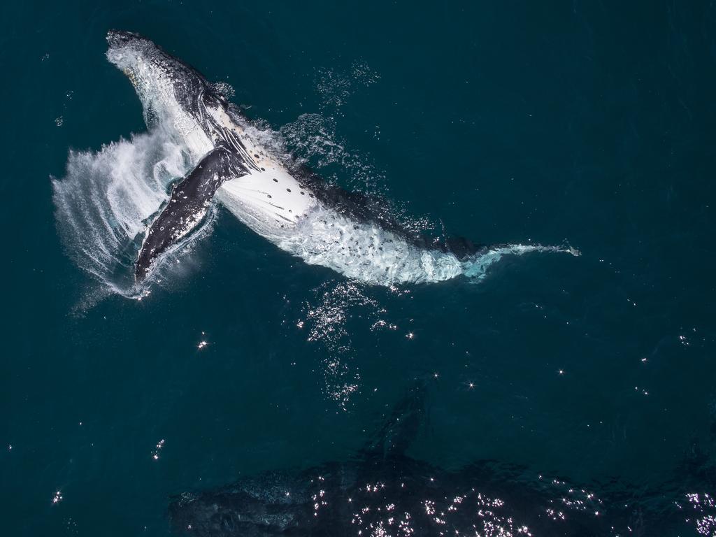 Craig said: “During the whale migration season I try to go out as often as I can to photograph the whales. This one day it was a particularly quiet for whale sightings, my father and I decided to finish up for the day and we were on our way back to land when we saw the two whales.” Picture: Craig Parry/Barcroft/Getty