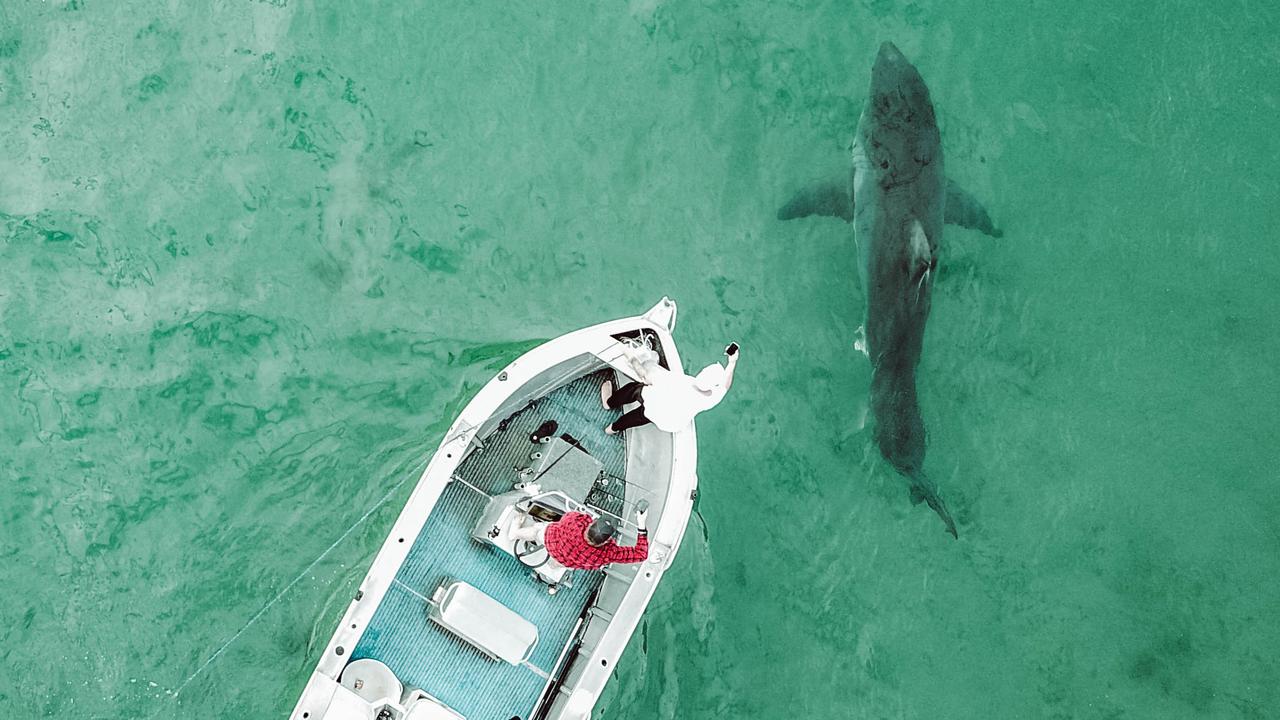 The shark was estimated to be 4.5-6m long and is believed to be a white pointer. Picture: Supplied