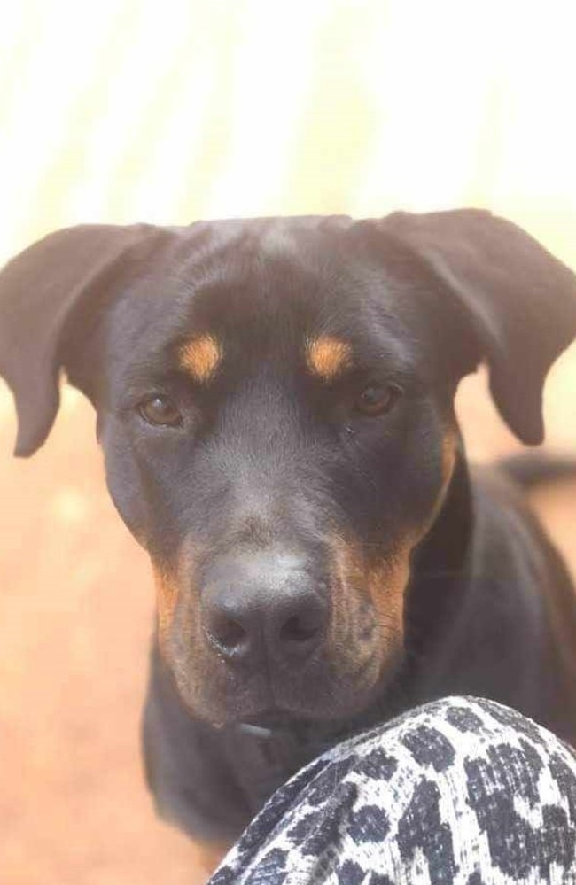 Beloved family rottweiler-cross Bindi, died after allegedly being baited at her South Toowoomba home at the weekend.