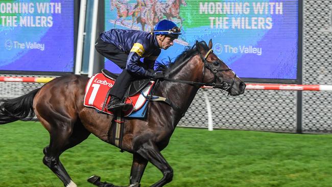 Alenquer’s spot in the Melbourne Cup is in doubt. Picture: Racing Photos via Getty Images