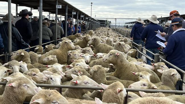 Wagga Wagga Livestock Marketing Centre is the biggest sheep saleyards in Australia.