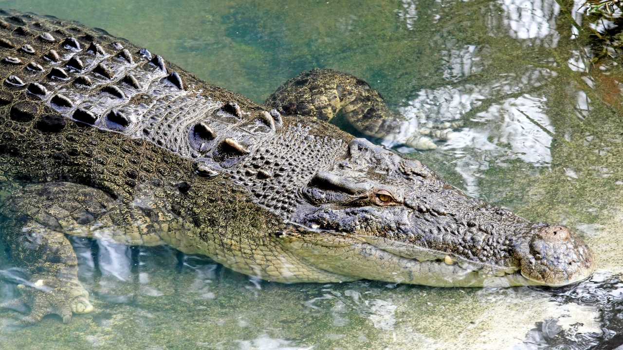 10 things you need to know about crocodiles | The Courier Mail