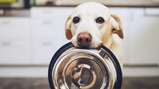 It can be hard to know whether you’re over or under-feeding your pet. Picture: iStock.