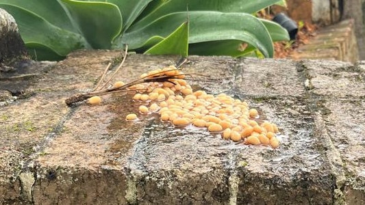 Baked beans were also left on top of the mailbox. . Picture: Supplied / Channel 7