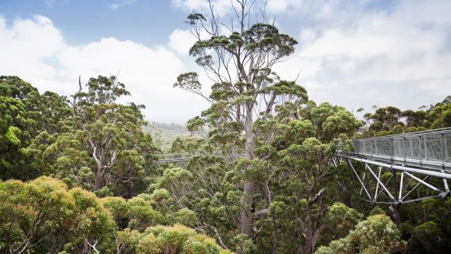 9/21We have trees made for giantsExperience some of the tallest timber on Earth at canopy level – 40m above ground – at the Valley of the Giants Treetop Walk (pictured) near Walpole, Western Australia. One of the first walking trails of its kind, the 600m walkway extends through the majestic and ancient 400-year-old red tingle forest where visitors can spot native wildlife below. These giant eucalypts are found nowhere else in Australia, or on Earth. For a tropical adventure visit Queensland’s Daintree with trees reaching 44.2m, or 100km outside of Hobart in Styx Valley witness some of the world’s tallest trees - the eucalyptus regnans growing 100m tall.