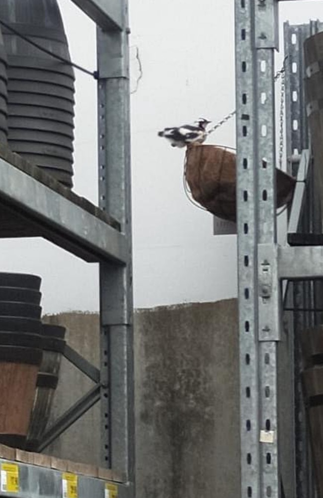 Staff at a southside Bunnings store used this hanging basket to keep some peewee chicks safe while they matured. Picture: Facebook.