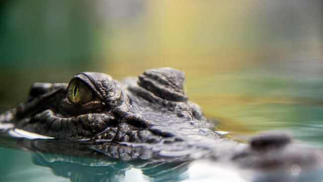 Crocs In The Mary River? It’s Not Impossible. 