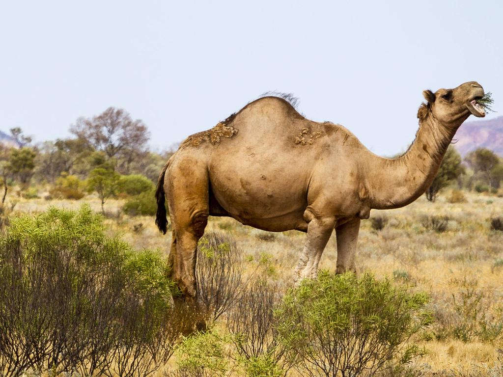 APY Lands Community Blocks Camel Cull Campaign The Australian