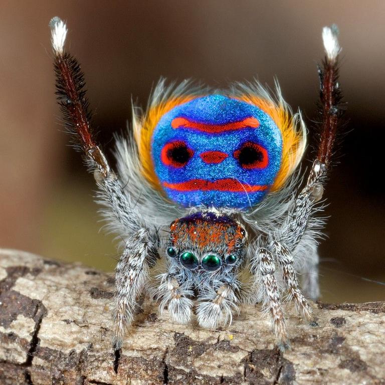 Seven new species of Australia's colourful 'dancing' peacock spider  discovered - ABC News