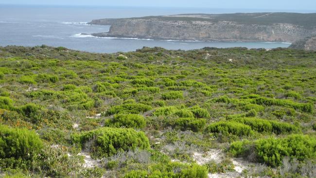 A view across the high quality native vegetation at Whalers Way to the ocean. Picture: Marcus Pickett