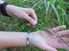 Environmental groups rejoice, pastoralists nervous as buffel grass declared weed