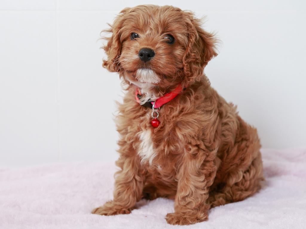 Cavoodle puppies store for sale illawarra