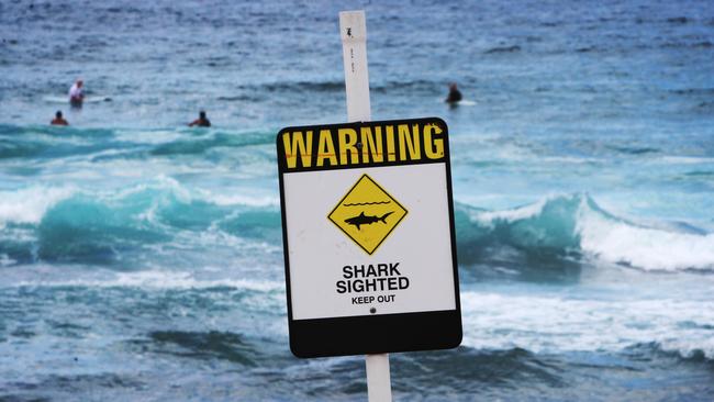 Newcastle beaches were closed last week after several shark sightings.