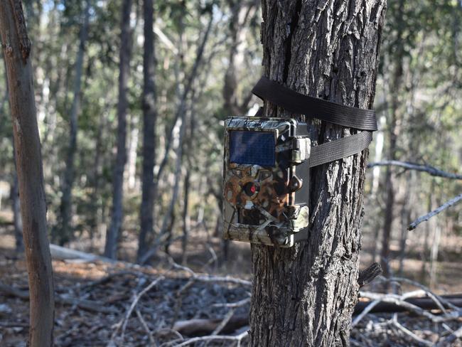 Gatton Star Journalist Nathan Greaves deployed a trail camera to catch out the critter chowing down on plants in his yard.