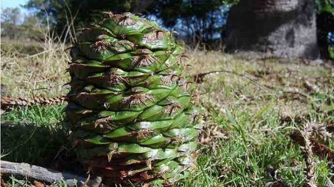 A photo of a bunya pine cone at the course.