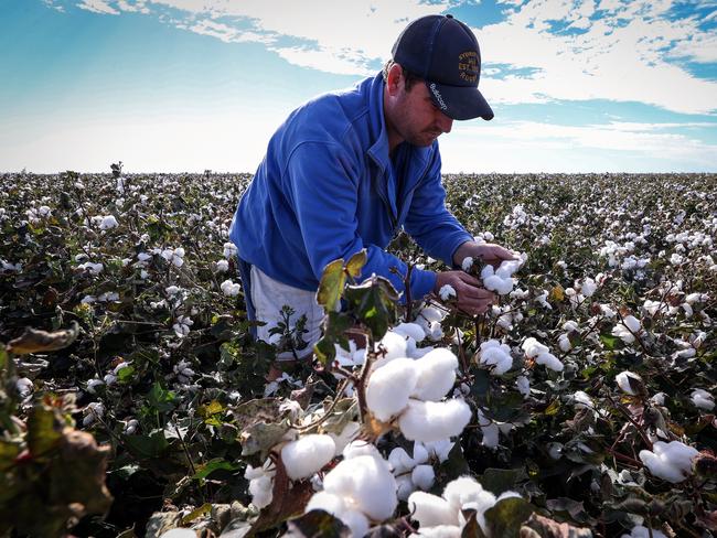 A farmer inspects cotton plants in a field on the outskirts of Moree, New South Wales, Australia, on Thursday, April 15, 2021. China accounted for about 35% of Australia’s A$2.56 billion ($1.8 billion) cotton export trade in 2018-19, according to Department of Foreign Affairs and Trade data. Other major importers include Vietnam, Indonesia, Thailand and India. Photographer: David Gray/Bloomberg