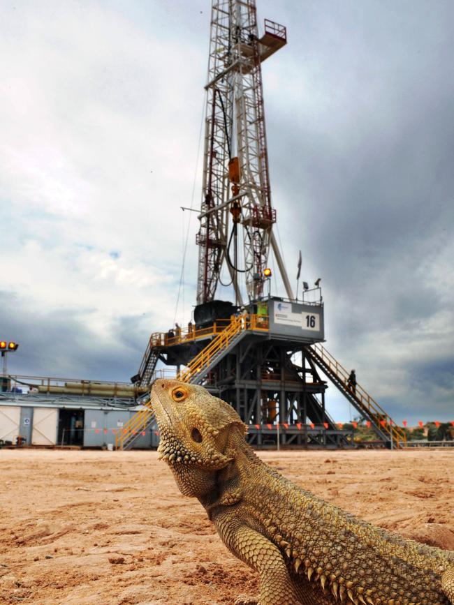 File picture of a bearded dragon lizard looking at a Beach drilling rig near Innamincka.