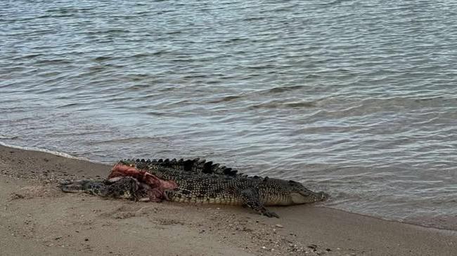 Hamish and his wife Jo had been theorising what caused the clean slice to the crocs leg.