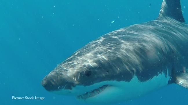 Suspected great white shark at Sydney beach