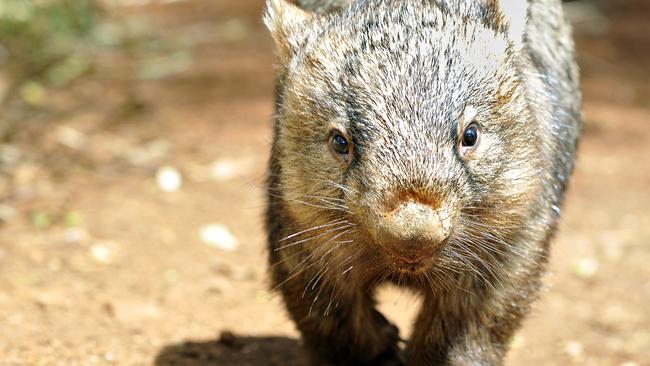 The Common Wombat. Photo Cathy Adams