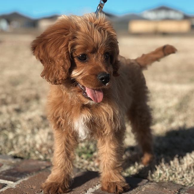 How adorable is Hunnie on her beach walk!