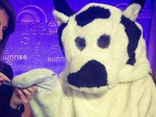 Who is the Sunrise Cash Cow?