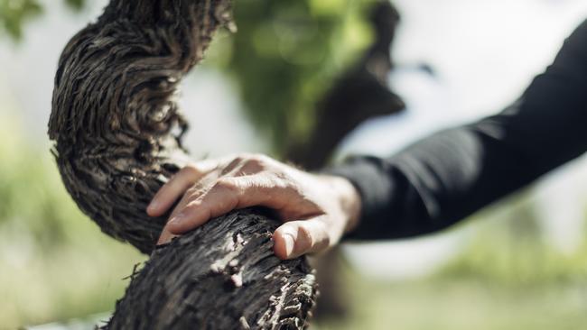 Sustainable viticultural practices have experienced a significant transformation in perception and importance within the fine wine industry, particularly within Langtons Classification.