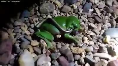 Frog snacks on snake in Townsville