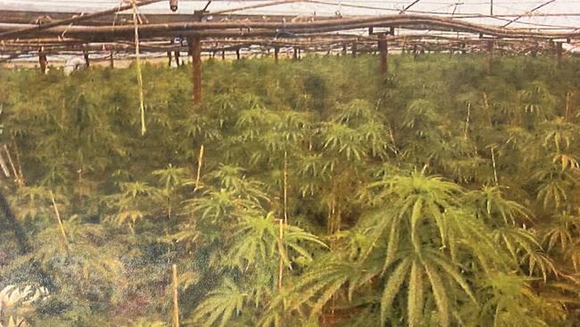 Court released photos of a greenhouse at Buckland Park, the site of SA's largest cannabis crop.