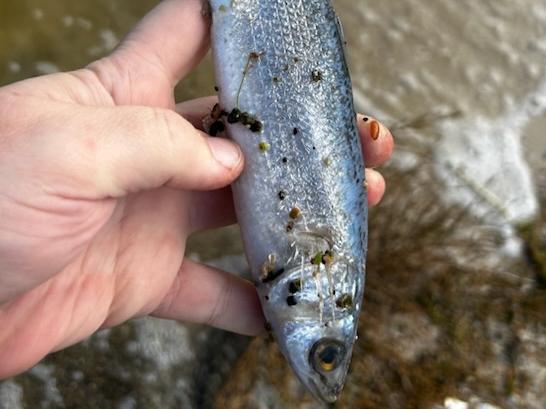 Marine creatures including hundreds of fish have died, after severe weather conditions that impacted the south-eastern coastline caused an algal species, Karenia mikimotoi to bloom in the Coorong.
