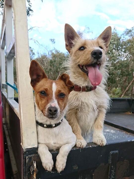 Foxy pup Sadie and Nellie Patterson’s West Highland x Jack Russell pup Poppy on the back of Lacey Greig’s ute looking for rabbits in Romsey. Picture: Supplied