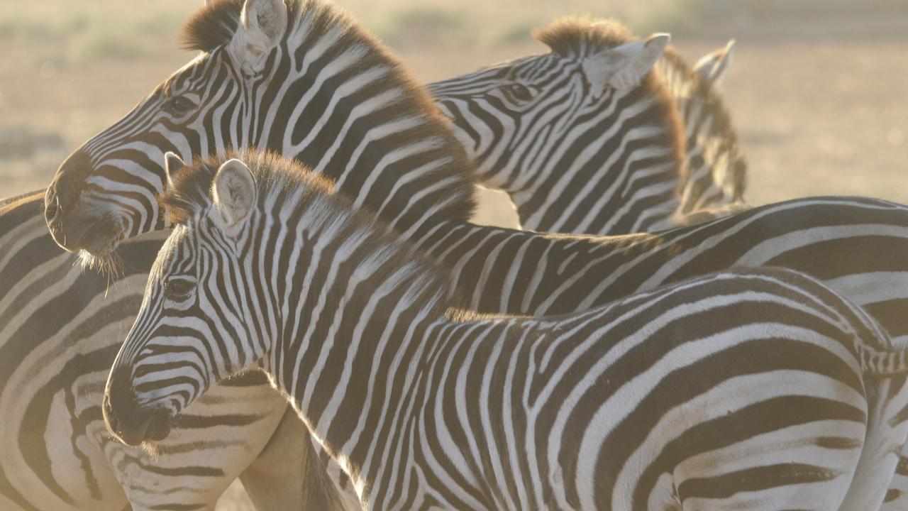 Monarto Safari Park’s Zebra flock. Dawn picture: Geoff Brooks