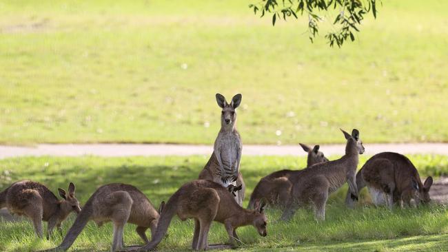 Kangaroos on the country club’s grounds. Picture: Adam Head