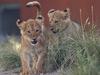 EMBARGOED UNTIL THURSDAY 4TH NOVEMBER, DO NOT PUBLISH UNTIL THEN
DAILY TELEGRAPH - 3 NOVEMBER, 2021.

Taronga Zoo's 5 lion cubs head out onto display for the first time to the public since being born in August with mum Maya keeping a close eye on her pride. Picture: Toby Zerna