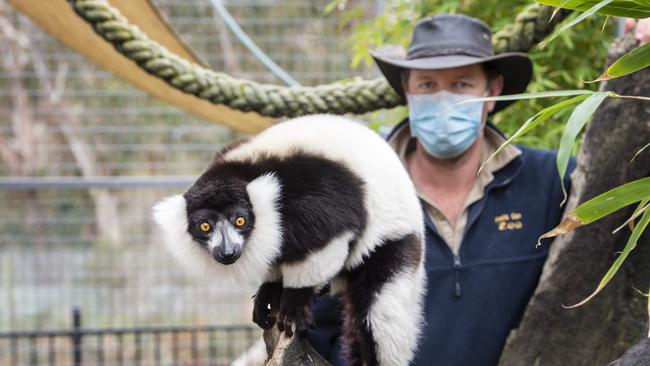 Jungle fever: Mark Treweek with black and white ruffed lemurs at Halls Gap Zoo. Picture: Zoe Phillips