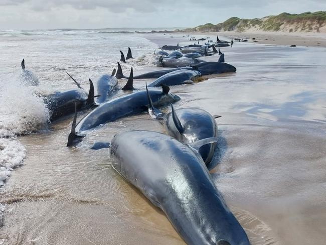 False killer whales stranded on a remote Tasmanian beach, near Arthur River, on the West Coast. Picture: NRE Tasmania