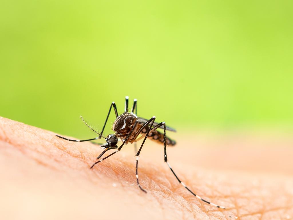 South Australia has had its first confirmed locally acquired detection of Japanese encephalitis, SA Health has revealed. Picture: Supplied