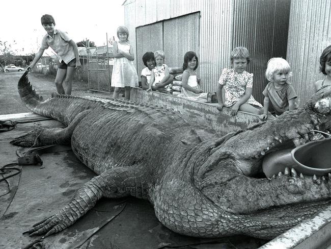 Territory Icon, the crocodile, Sweetheart.