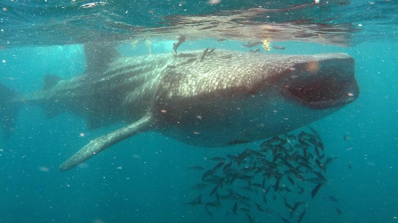 Watching these creatures feed is 'the golden ticket' of the tour.