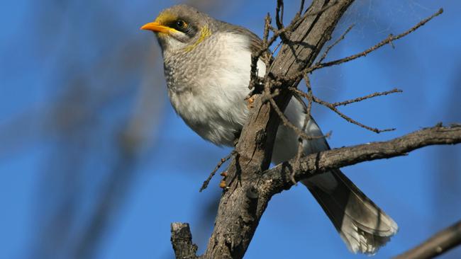 The black-eared miner is one of Australia’s rarest endemic bird species.